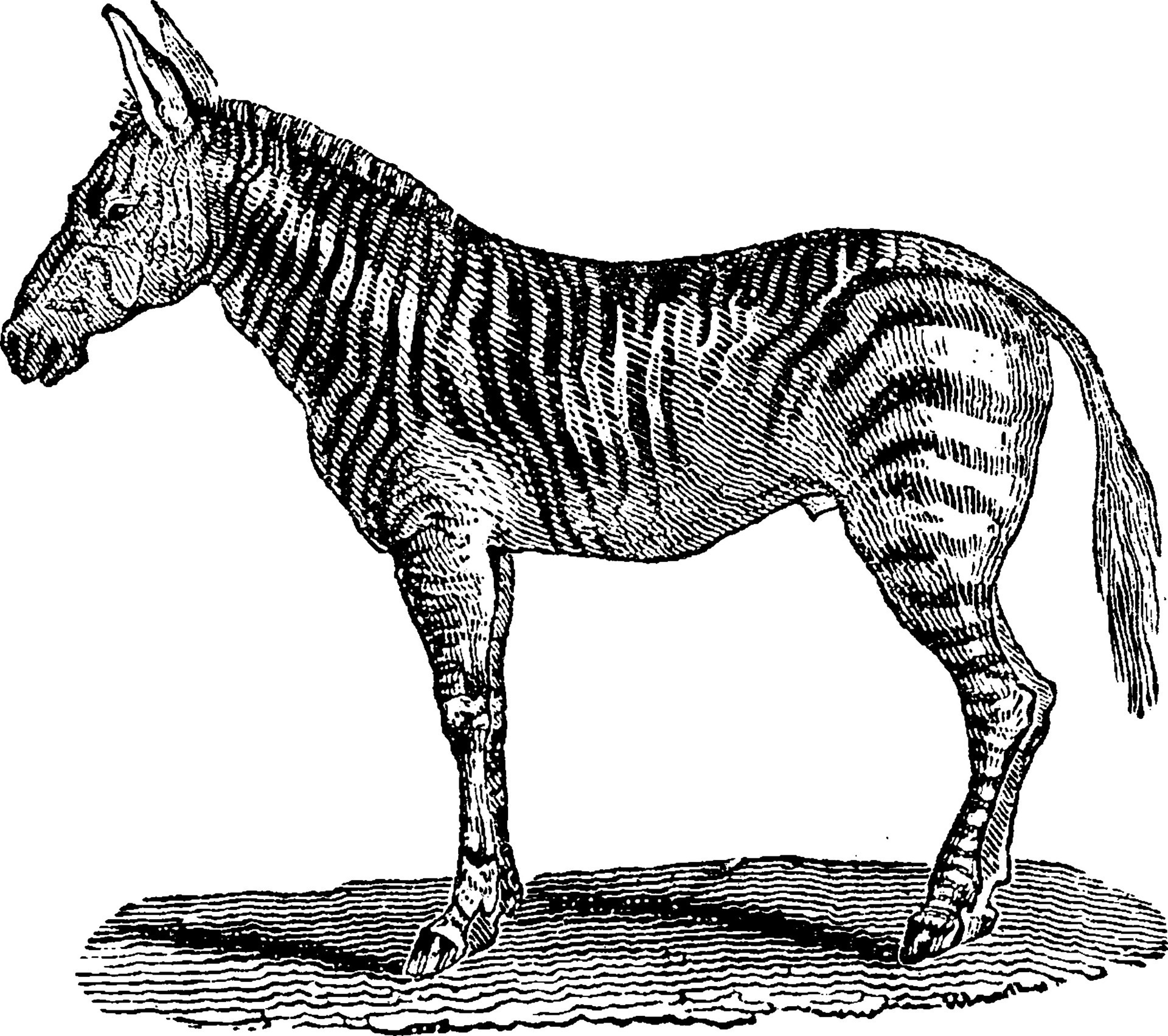 Burchell's zebra, vintage engraving. 34975823 Vector Art at Vecteezy