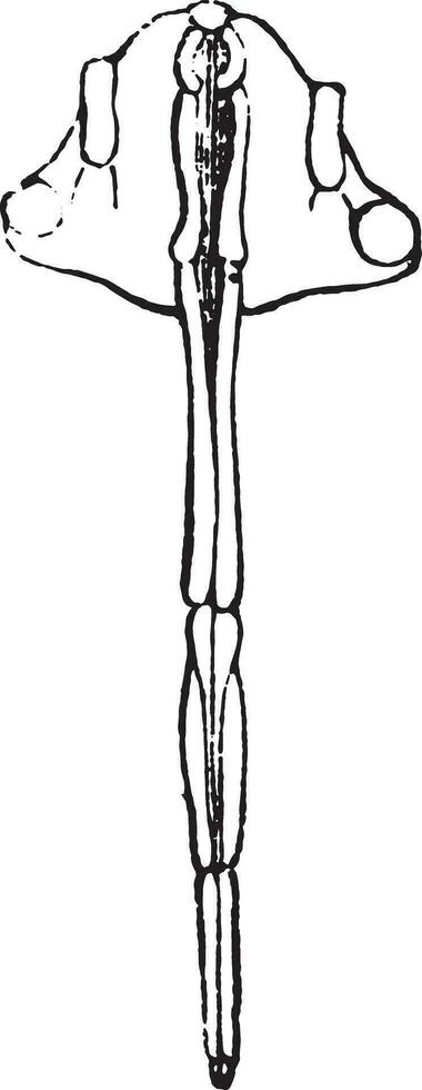 Mouthparts of Hemiptera, vintage engraving. vector