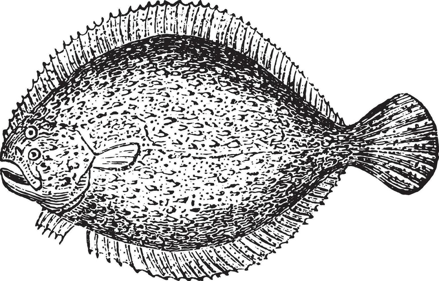 Turbot, vintage engraving. vector