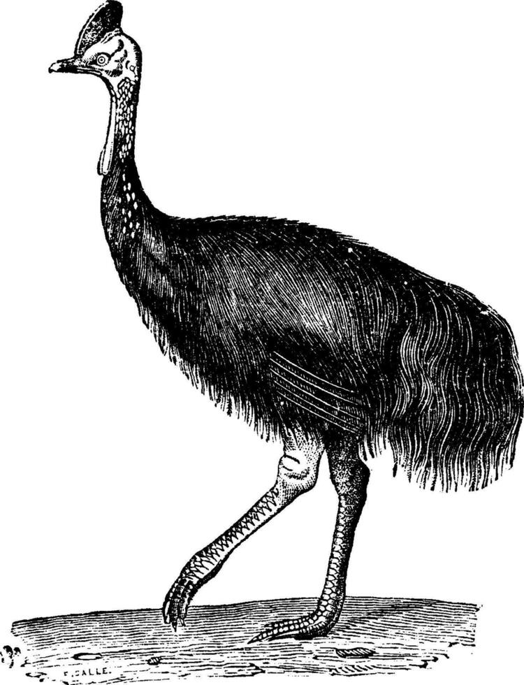 Southern cassowary or Double-wattled cassowary, vintage engraving. vector