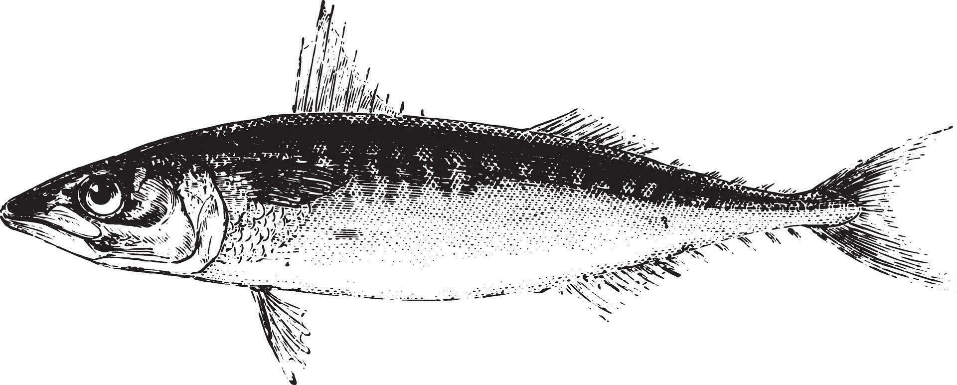 Mackerel, vintage engraving. vector