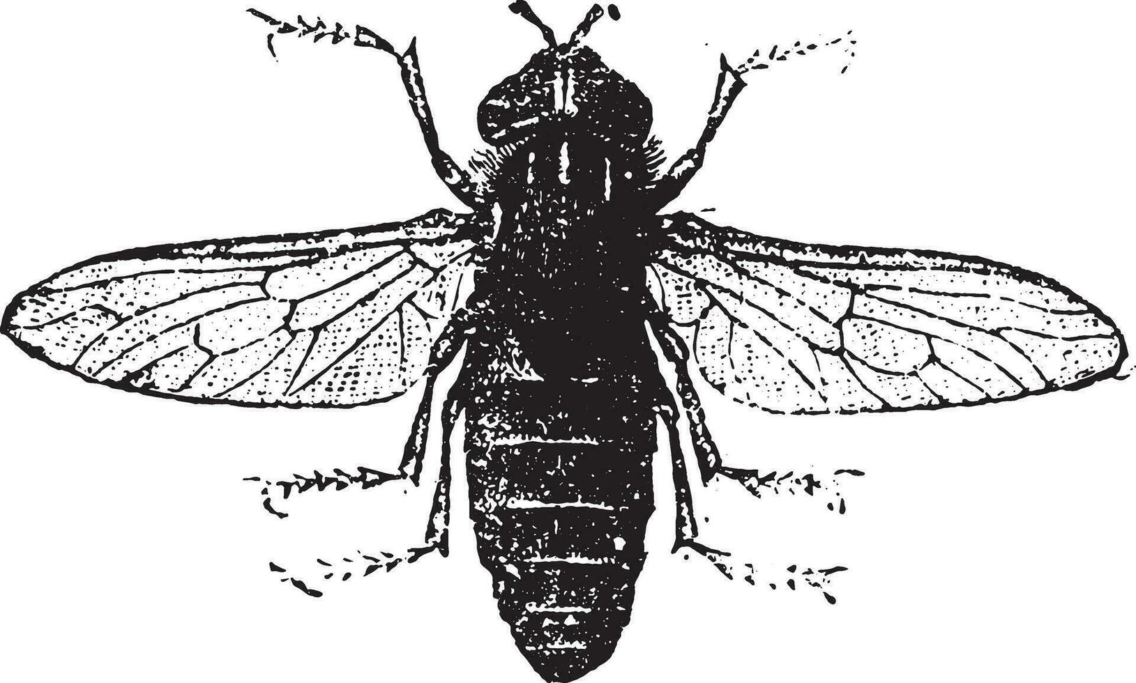 abeja carpintera, Clásico grabado. vector