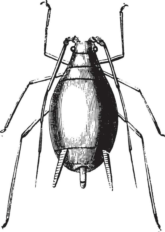 Aphid and its larvae, vintage engraving. vector