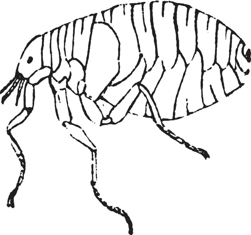 pulga, Clásico grabado. vector