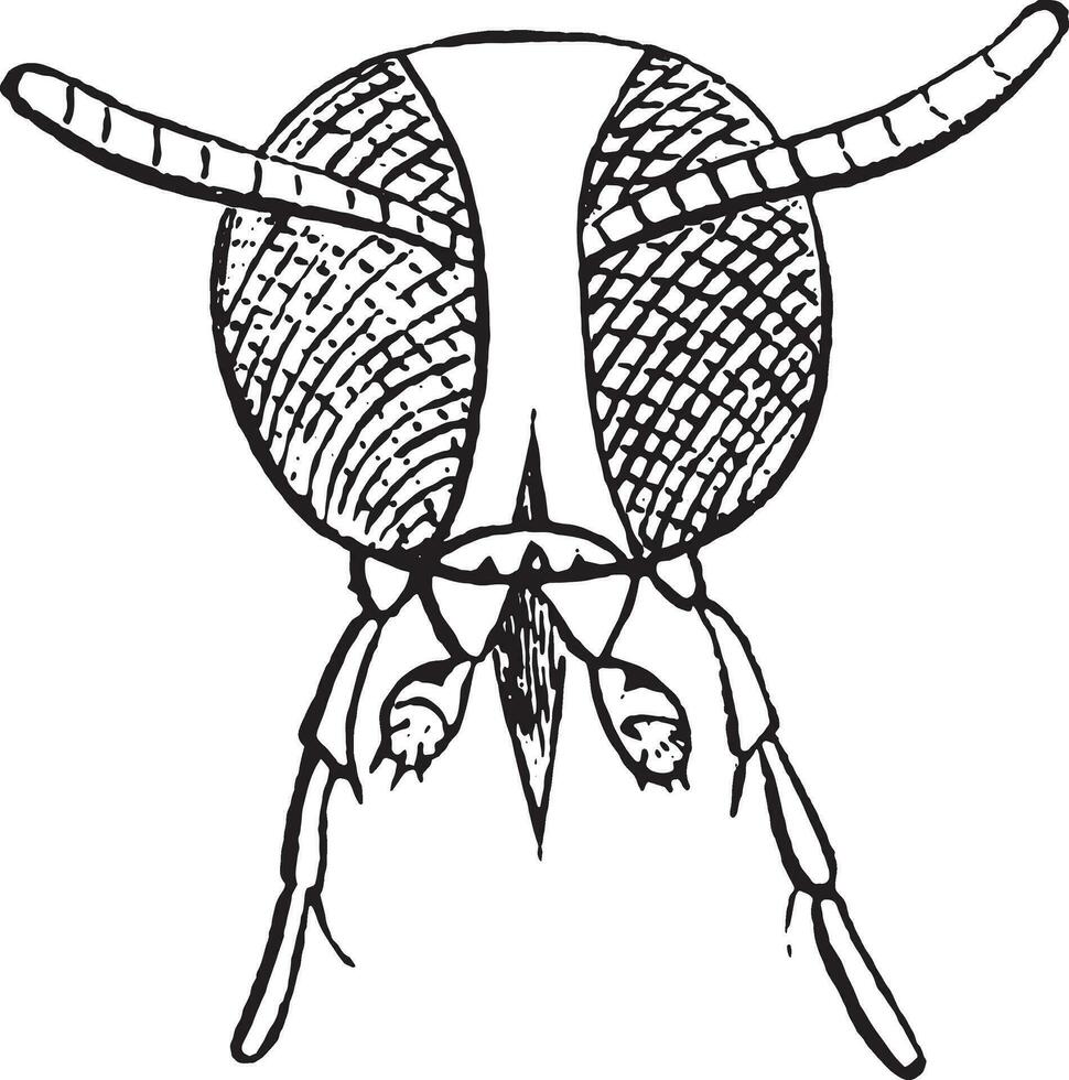 ántrax moscas, Clásico grabado. vector