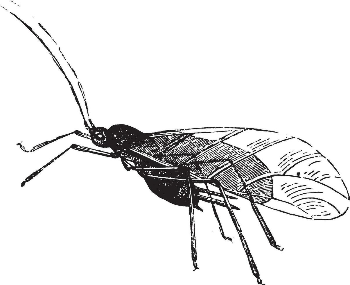 Aphid and its larvae, vintage engraving. vector