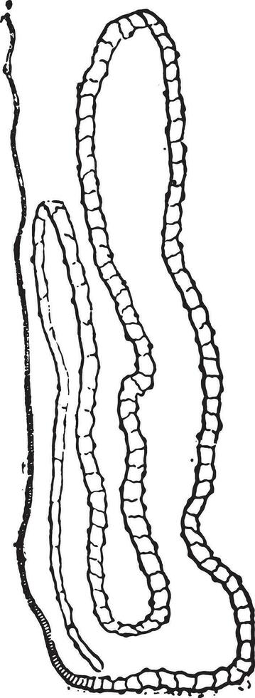 tenia o cestodo, Clásico grabado. vector