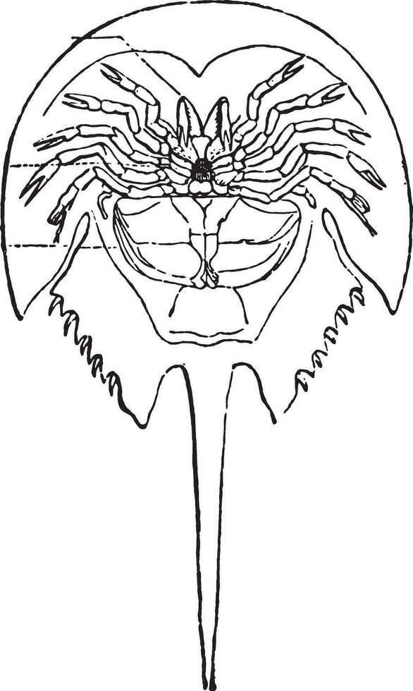 Horseshoe crab, vintage engraving. vector