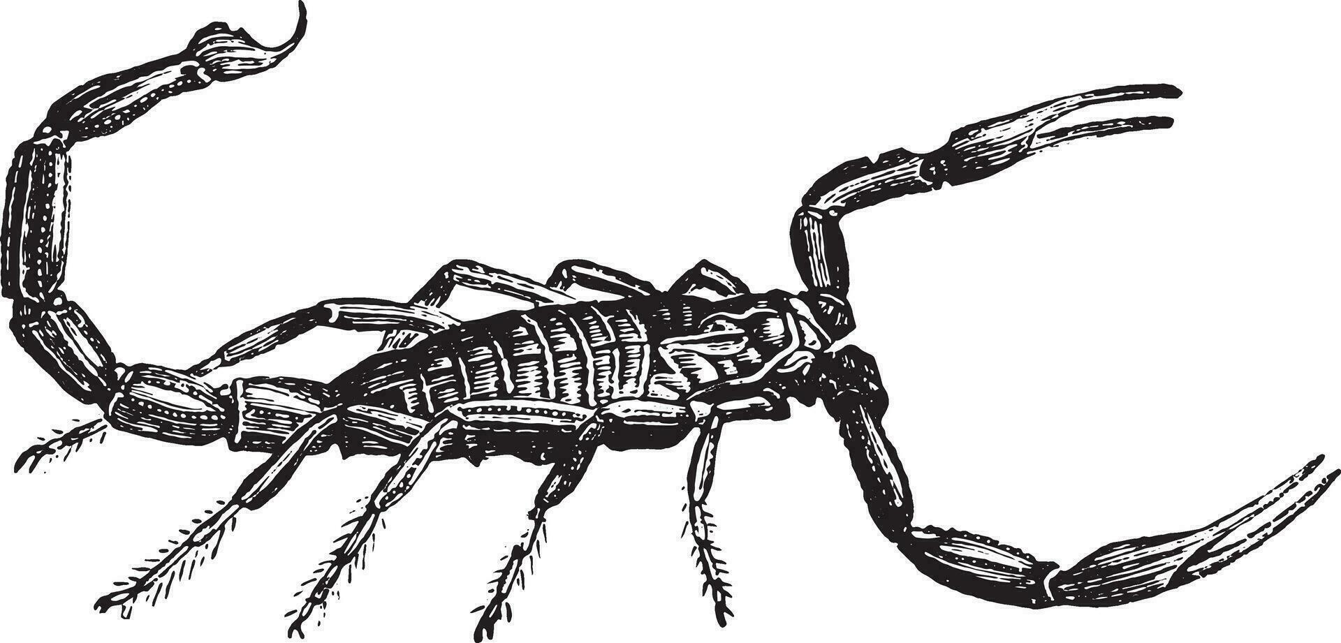 escorpión, Clásico grabado. vector