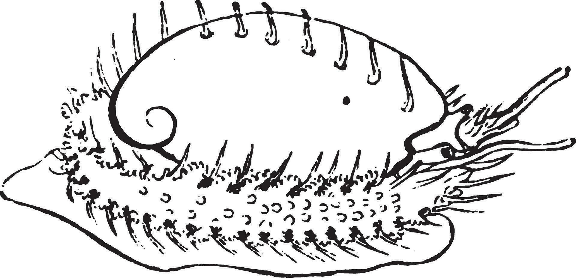 Abalone, vintage engraving. vector