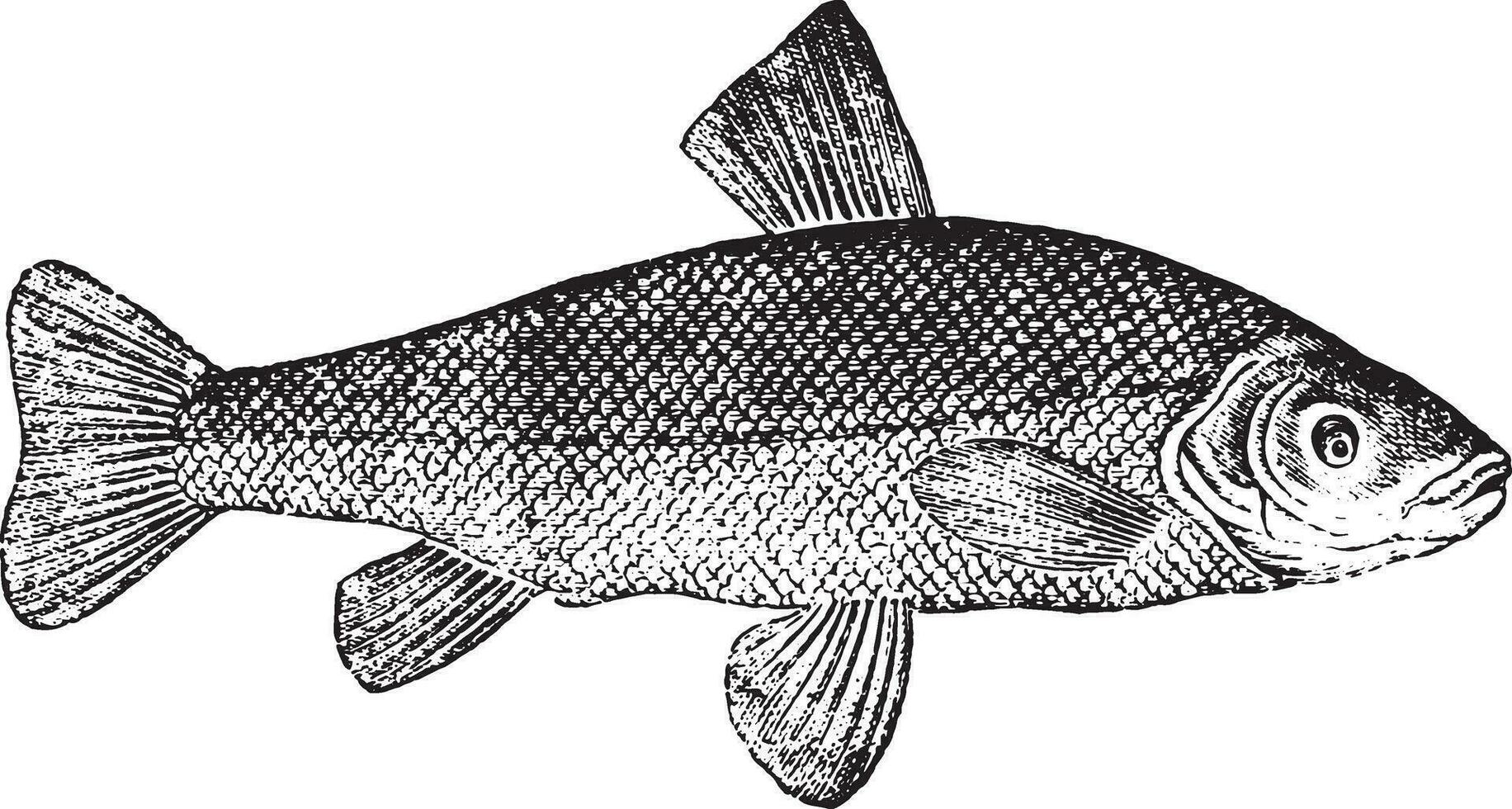 Tench or doctor fish, vintage engraving. vector