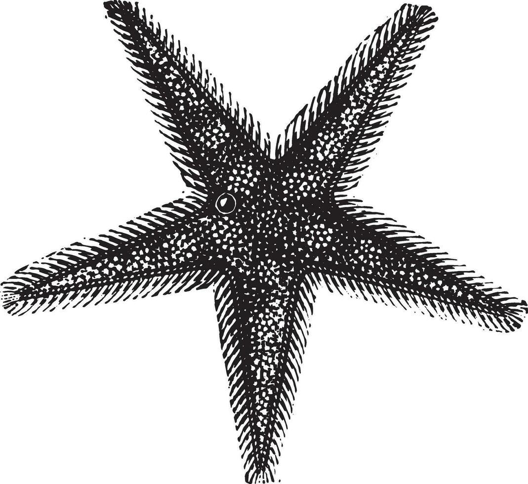 Starfish or sea stars, vintage engraving. vector