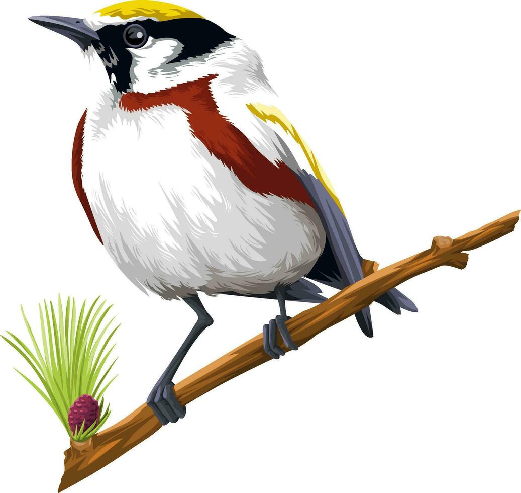 Vector of bird perching on branch.