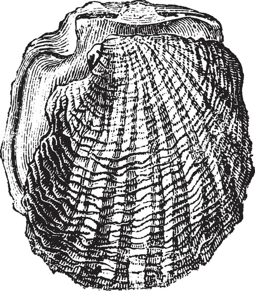 perla paloma, Clásico grabado. vector