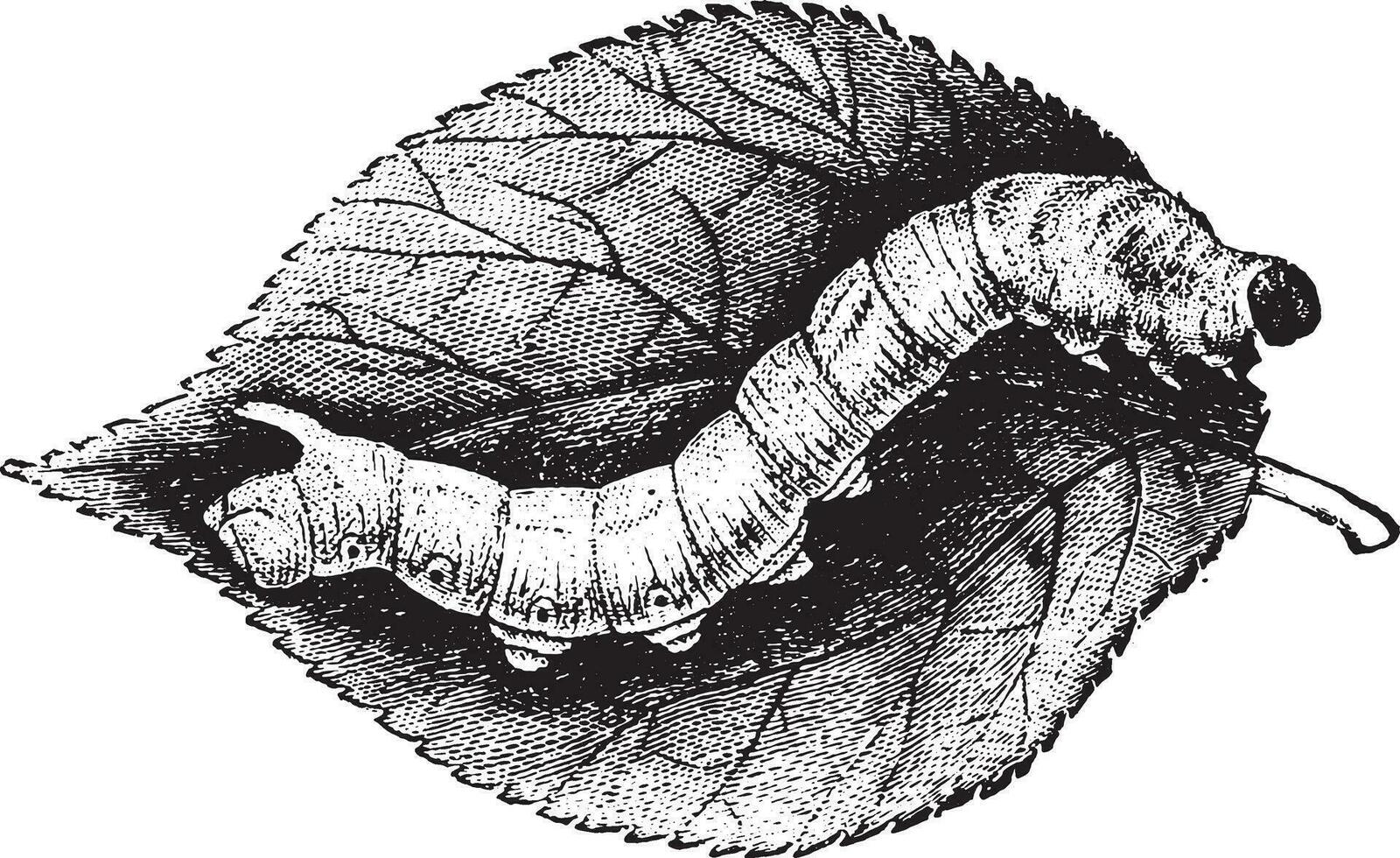 Caterpillar Bombyx mulberry, vintage engraving. vector