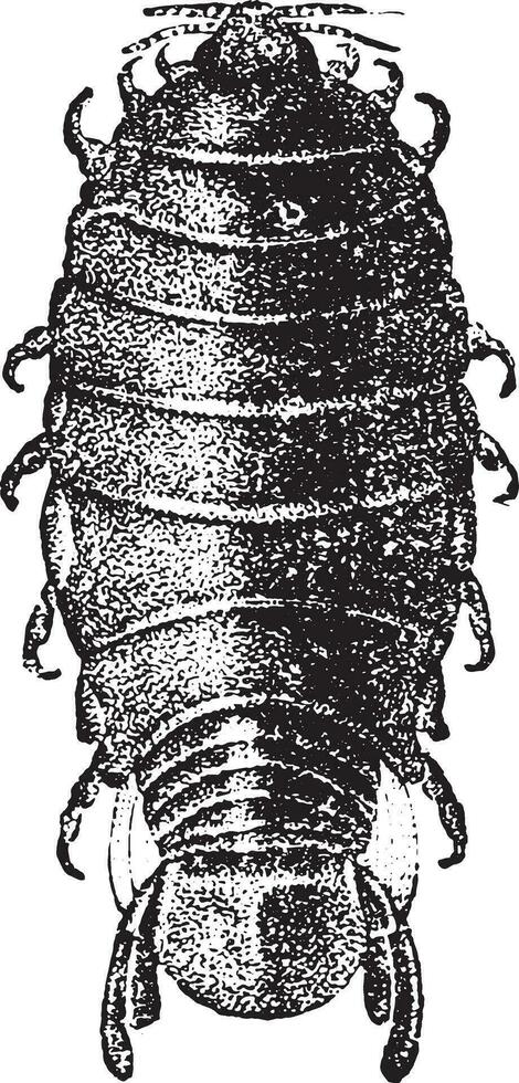 Anilocra, vintage engraving. vector