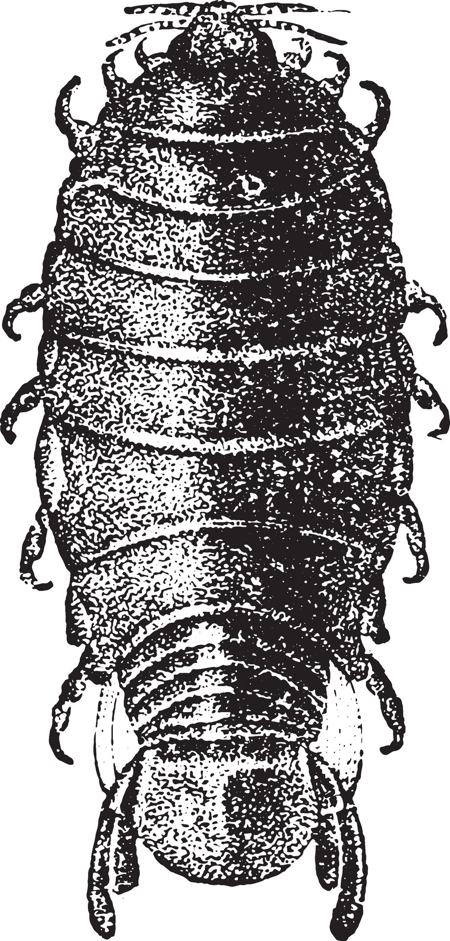 Anilocra, vintage engraving. 34975960 Vector Art at Vecteezy