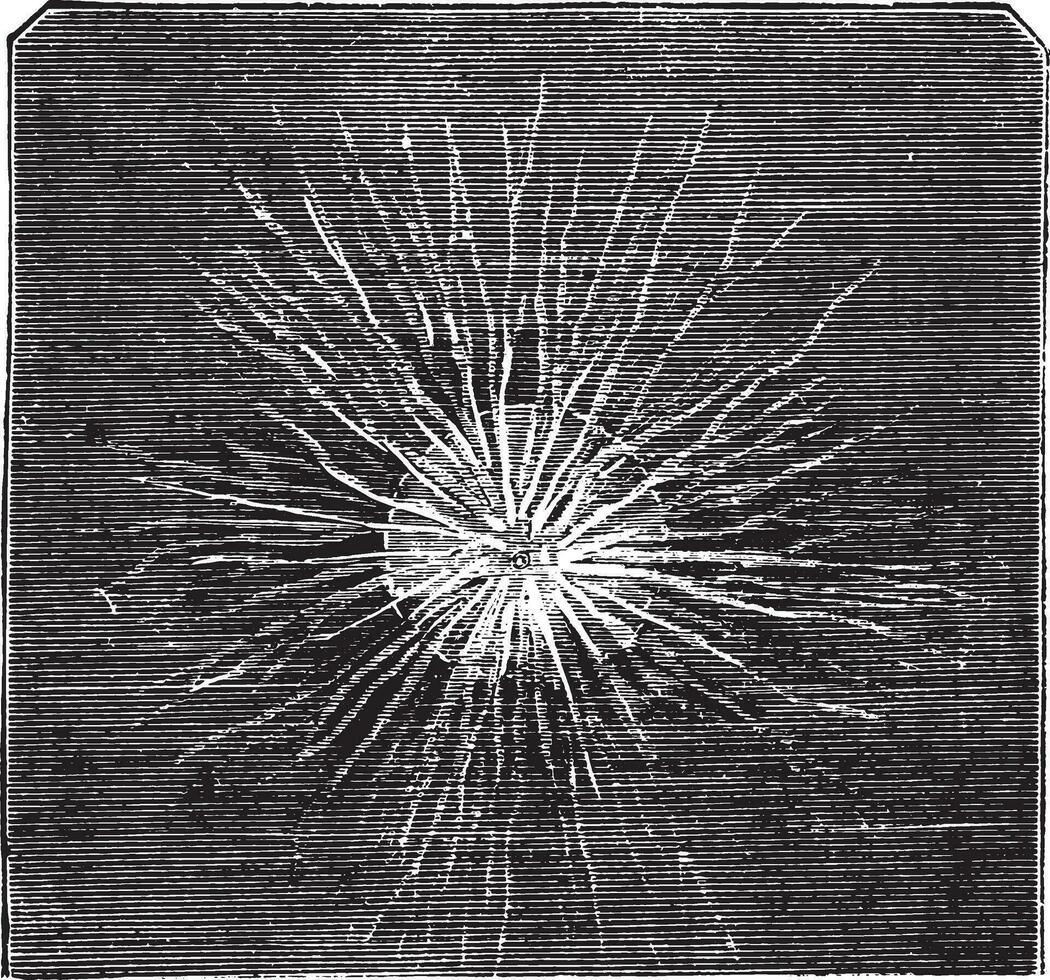 Rhizopod, vintage engraving. vector
