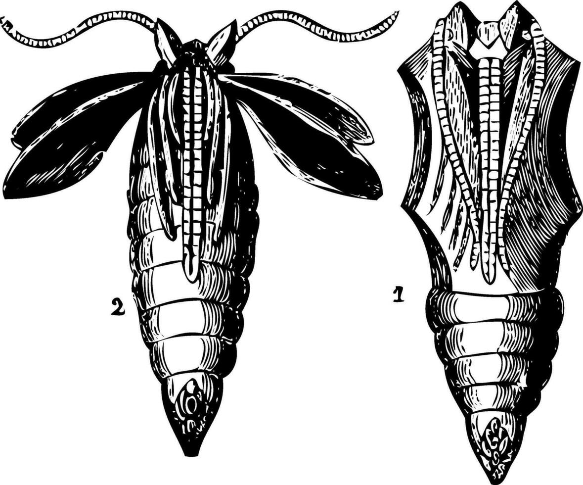 Opened and closed chrysalis engraving vector