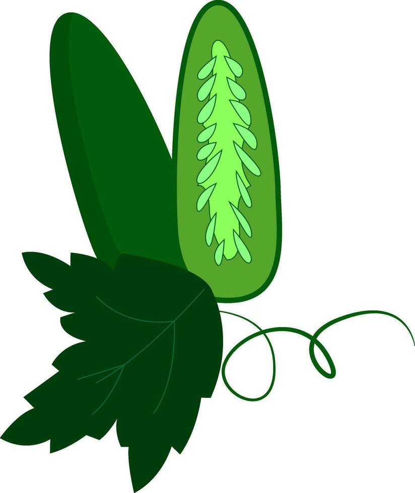 Simple cucumber cut in half vector illustration on white background.