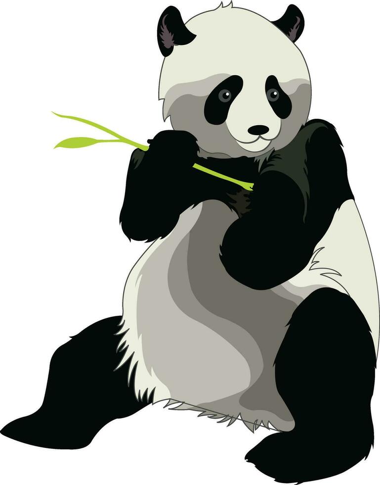 Giant Panda or Ailuropoda melanoleuca, illustration vector