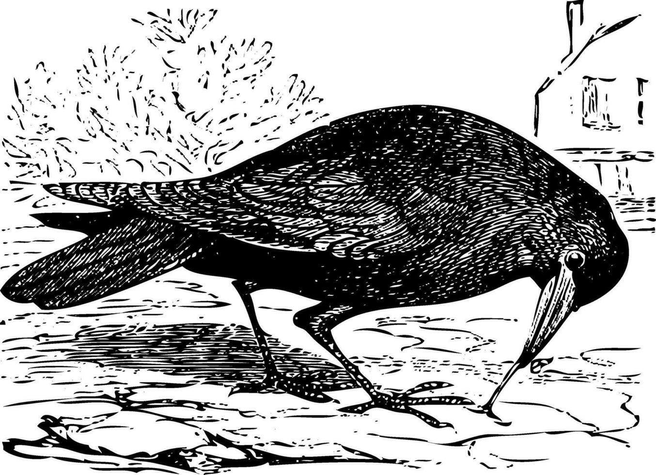 Old engraving of a Rook bird, or Corvus frugilegus vector