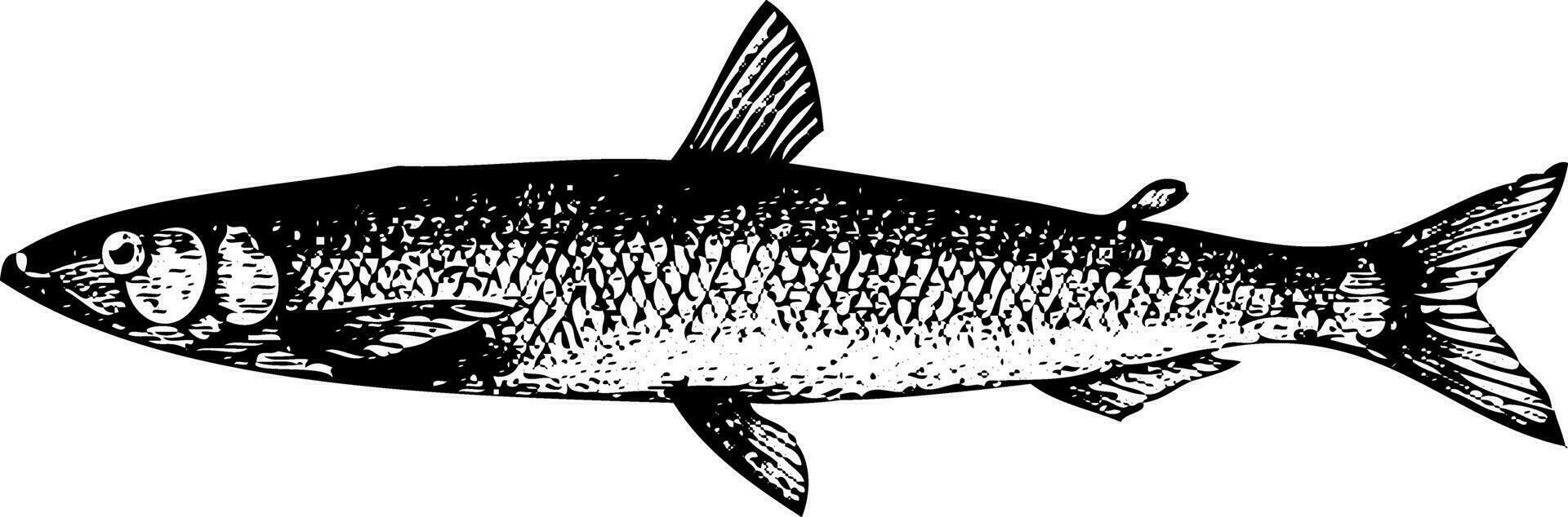 Old engraving of a European smelt fish or osmerus eperlanus vector