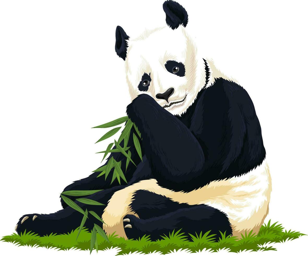 Vector of panda.