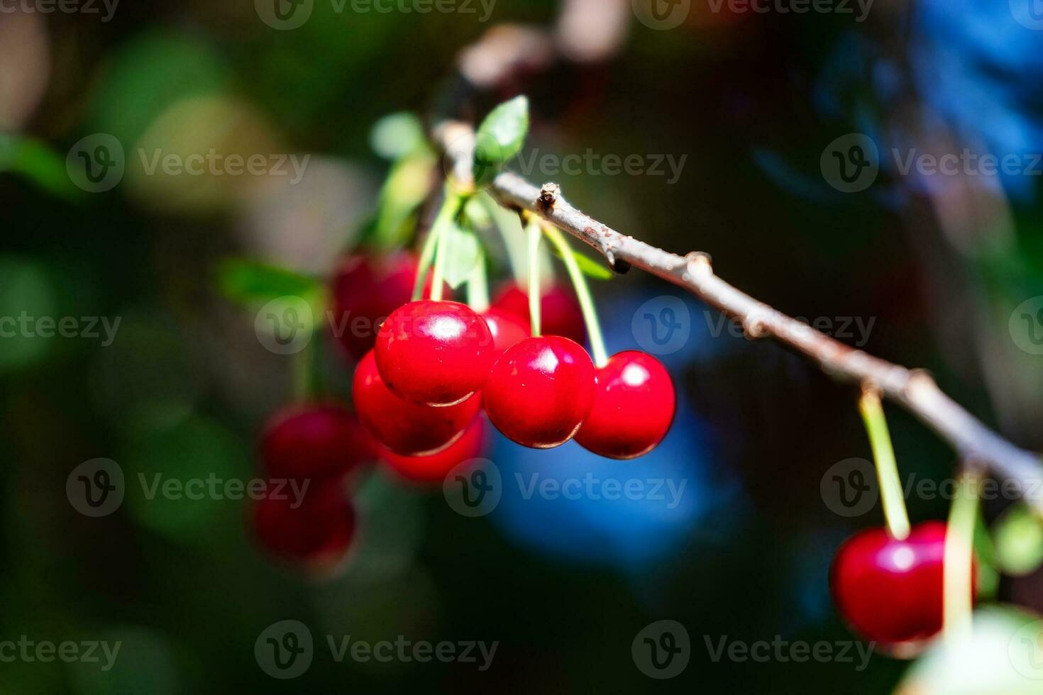 Sour cherry and cherries. Fruit and vegetables. Plant and plants. photo