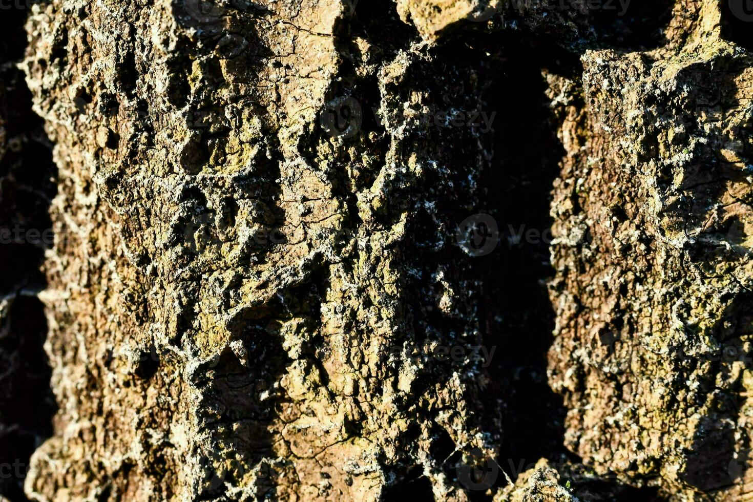 a close up of a tree trunk with some cracks photo