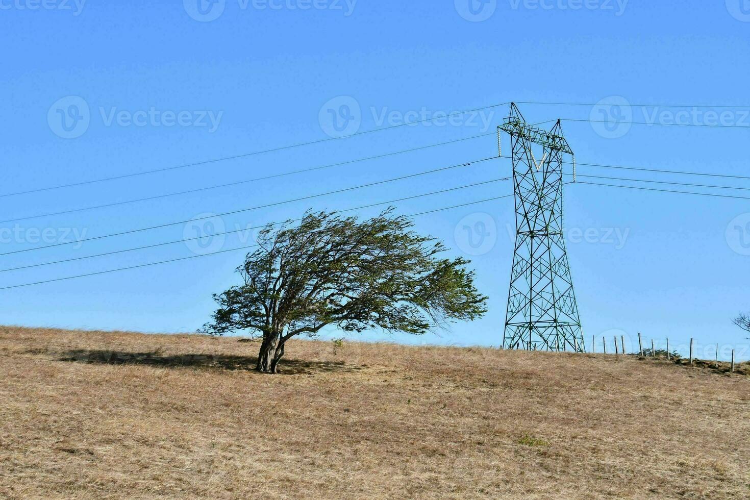 un solitario árbol en un colina con un eléctrico poder línea en el antecedentes foto