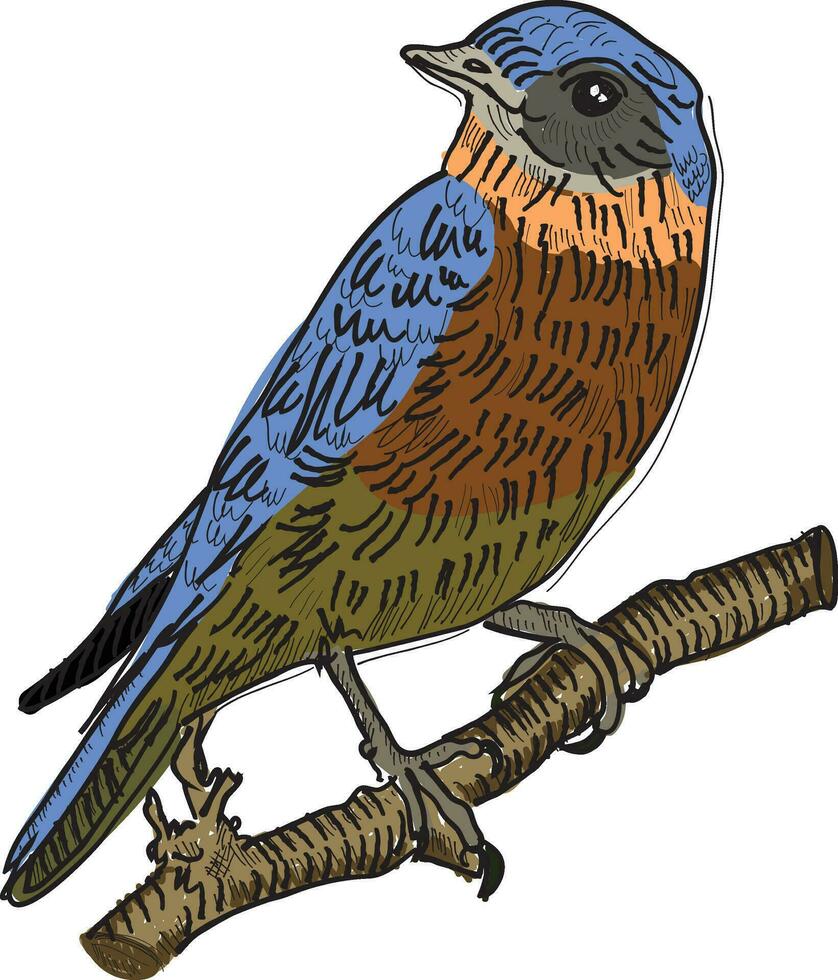 Bird vector illustration white background