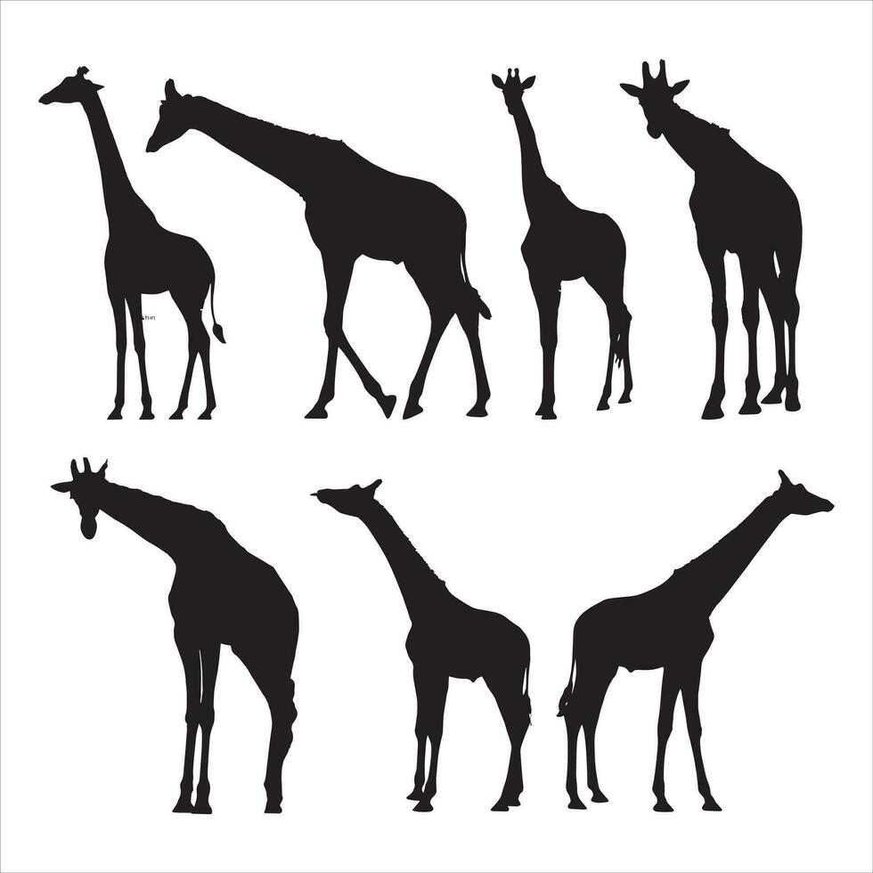 Set of vector silhouettes of giraffes