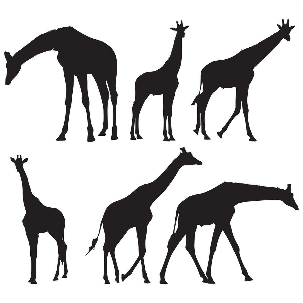 Set of vector silhouettes of giraffes