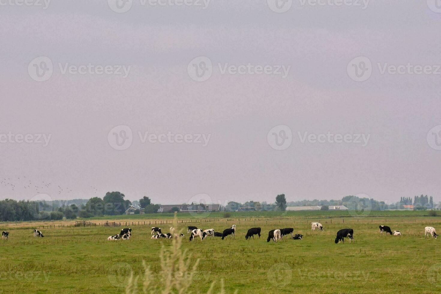 vacas pasto en un campo en un nublado día foto