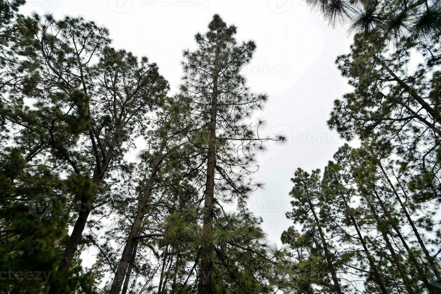 tall pine trees are seen in the forest photo