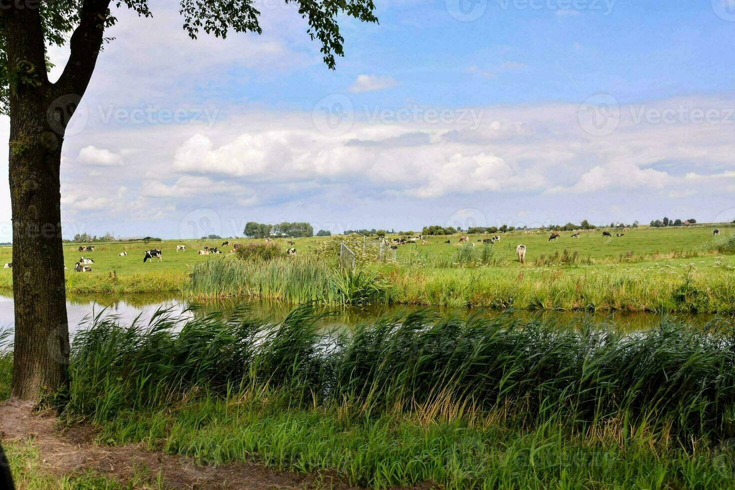 a view of a field with cows and trees photo