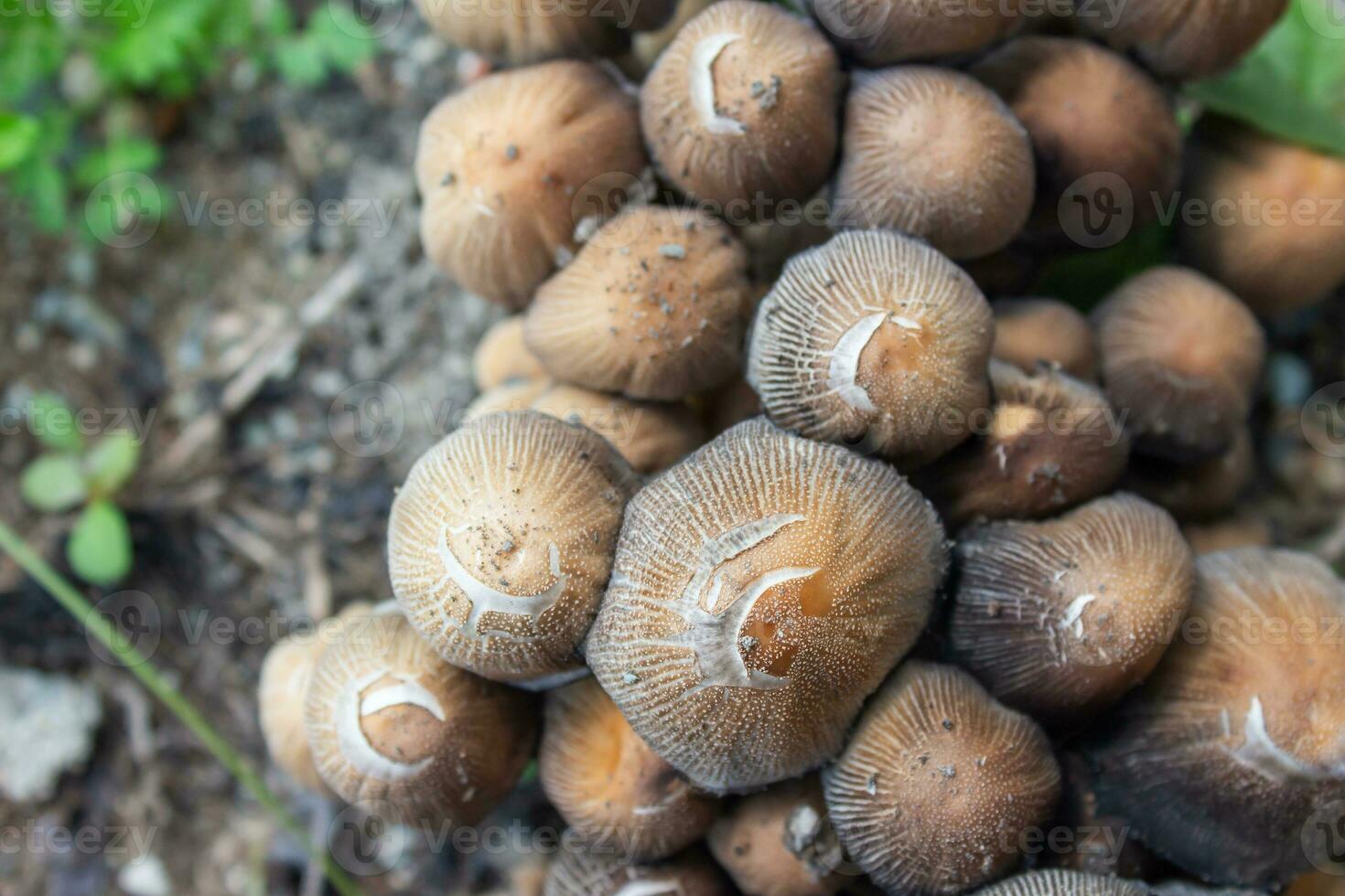 Closeup photo of coprinaceae mushrooms. Botanical name is psathyrellaceae.