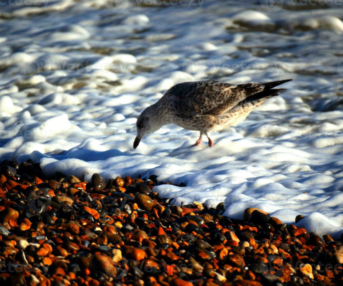 Fledgling gull by waves photo