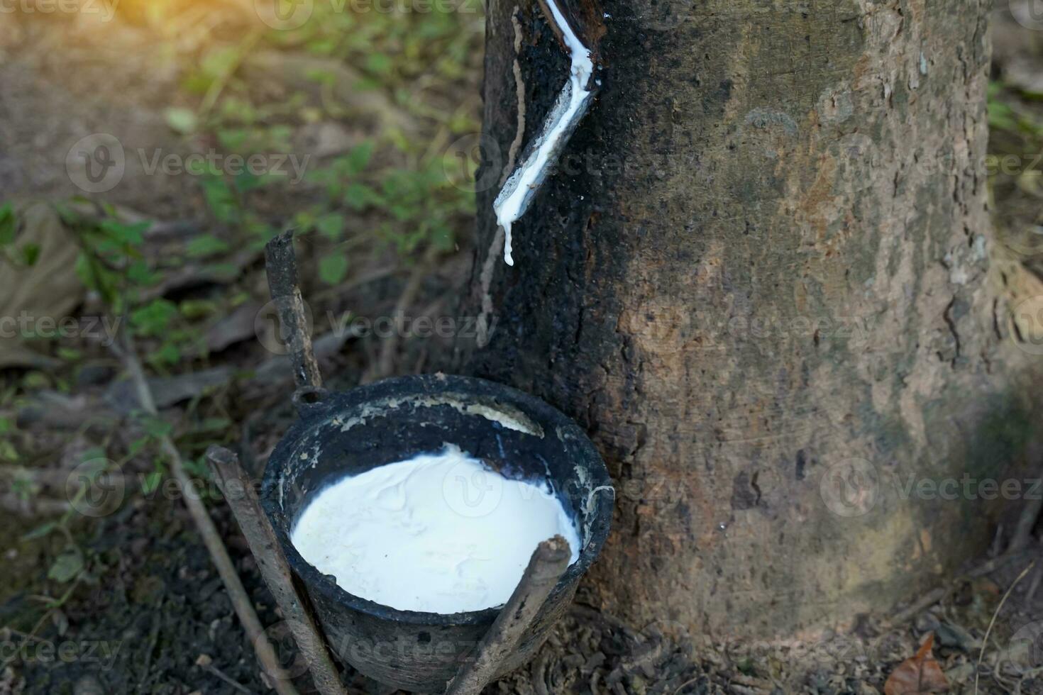 The cuts on the rubber trees allow the white latex to flow into the latex cups that the gardeners left in the early morning. Soft and selective focus. photo