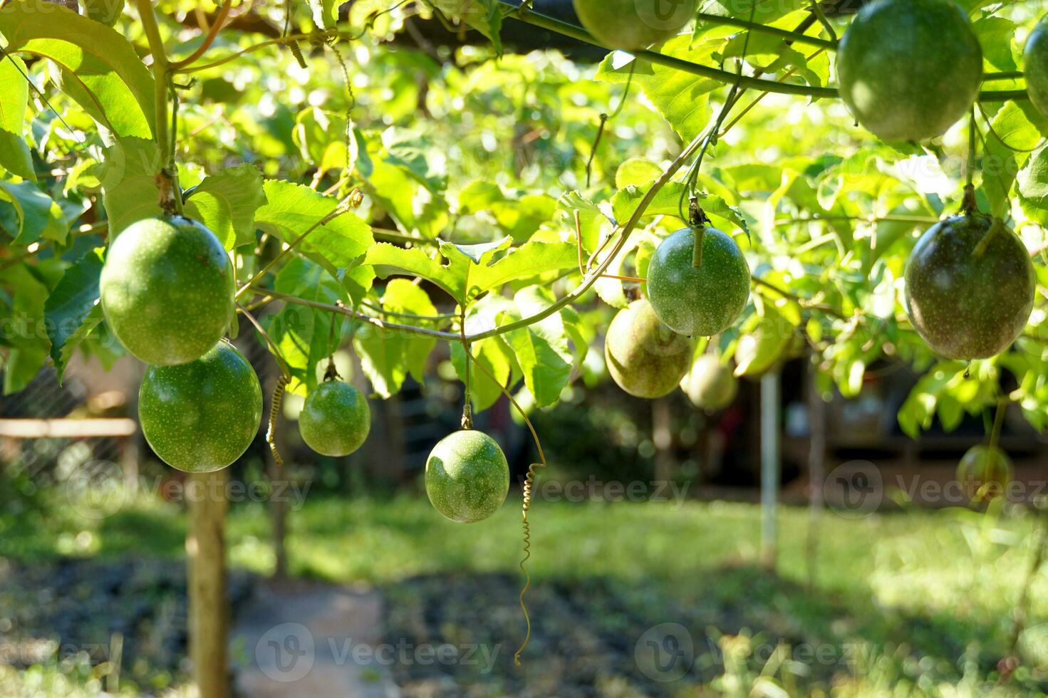 Raw passion fruit on the tree have a round or oval shape Shell color varies by species. such as the purple variety Yellow and yellow. Fruit peel is thick, glossy, inside the fruit contains many seeds. photo
