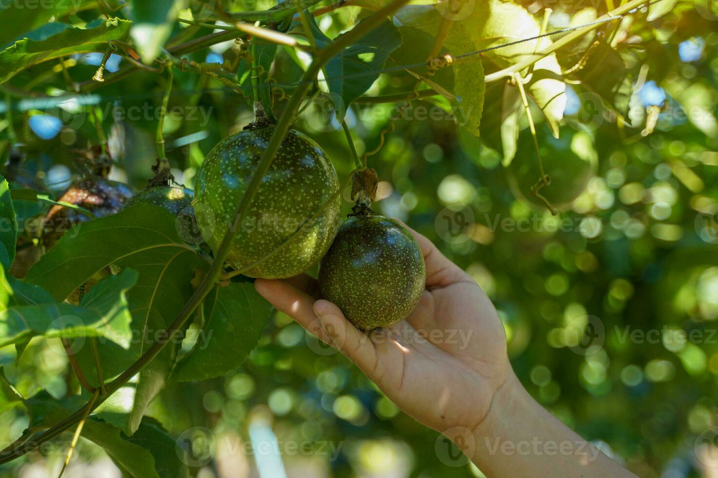 Hand holding raw passion fruit on the tree. The passion fruit has an oval shape, a thick, oily rind. There are many seeds inside the fruit. It is a healthy fruit with high fiber content. photo