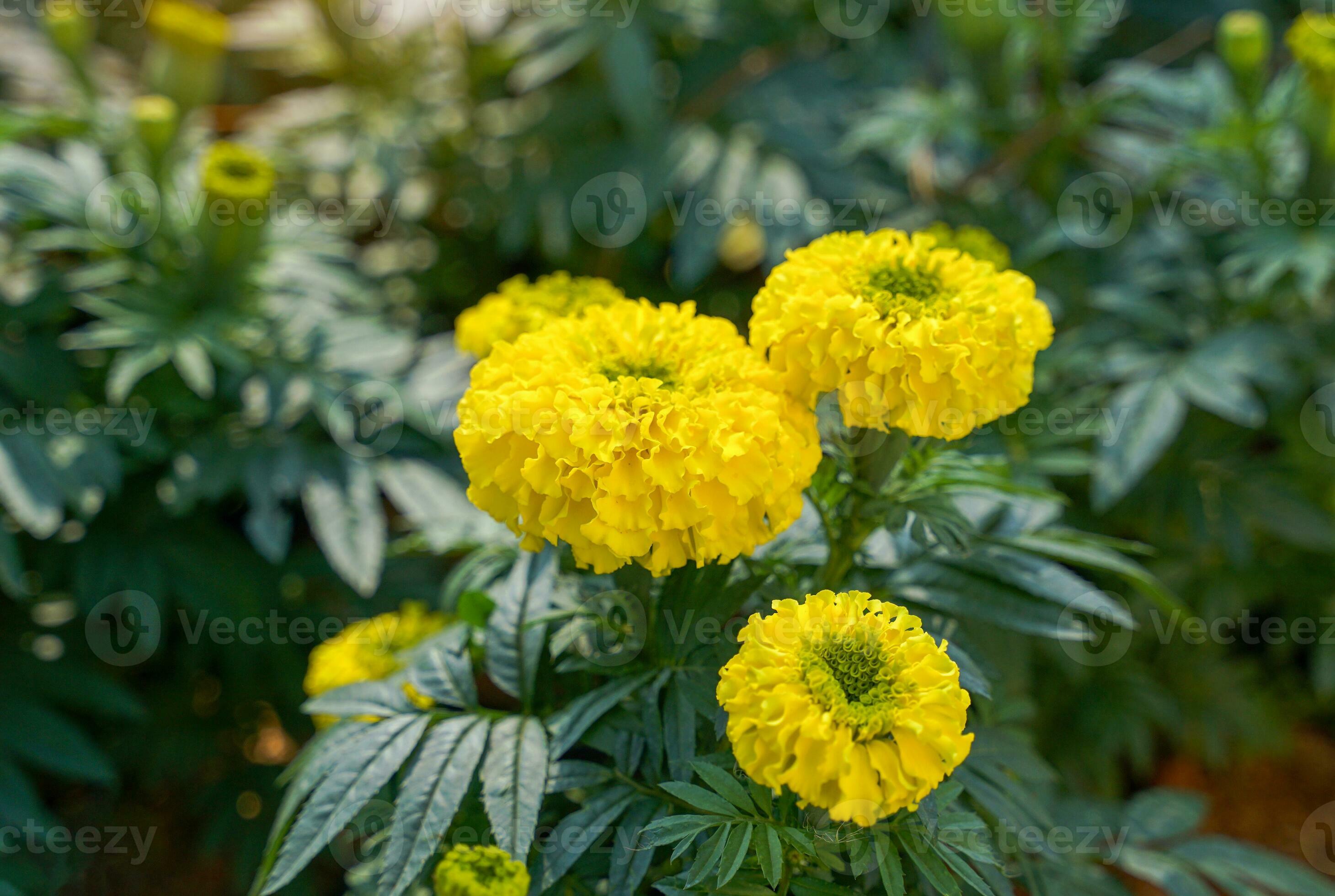 Yellow marigolds are largeflowered varieties that are popular for