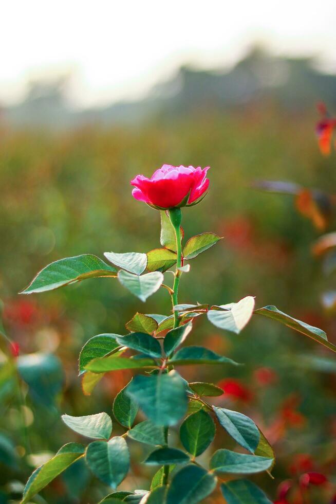 Red rose in the garden. Nature background. Shallow depth of field. photo