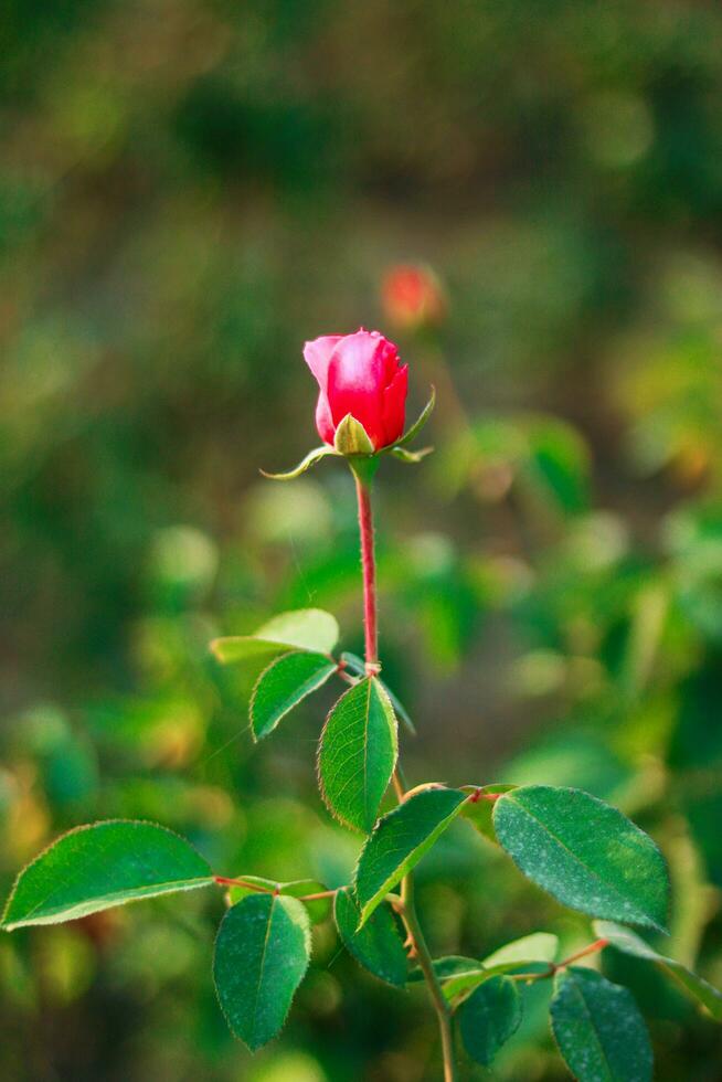 Red rose in the garden. Nature background. Shallow depth of field. photo