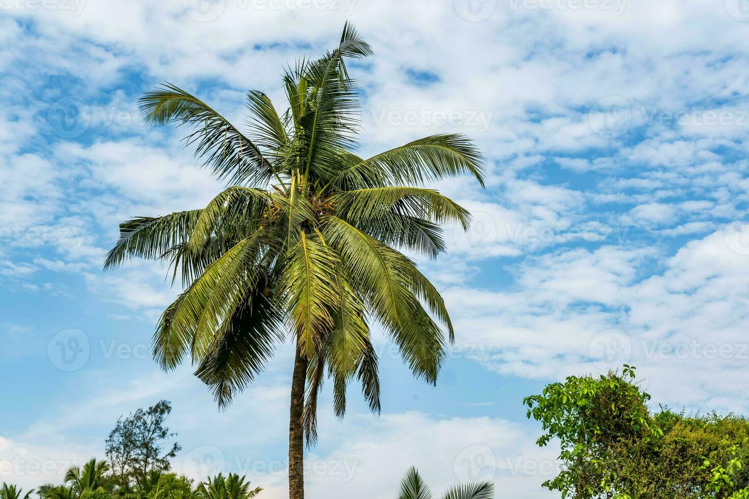 coconut trees palms against the blue sky of India photo