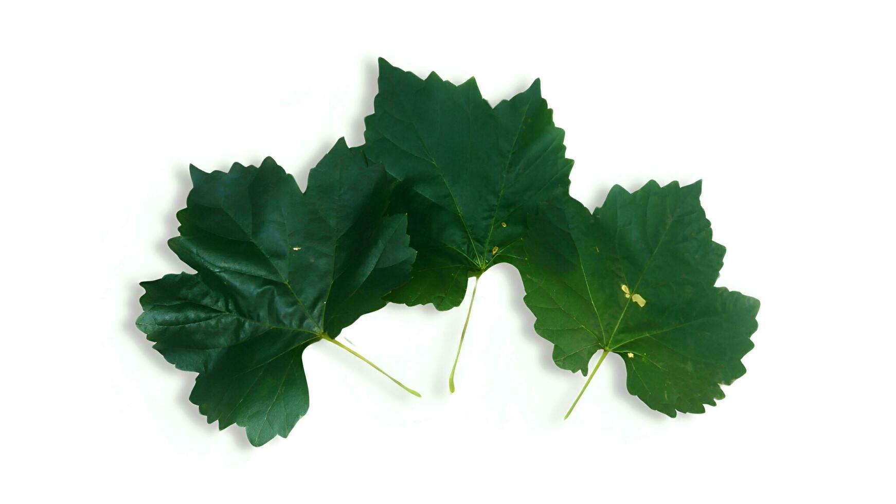 fresh three grape leaves isolated on a white background photo