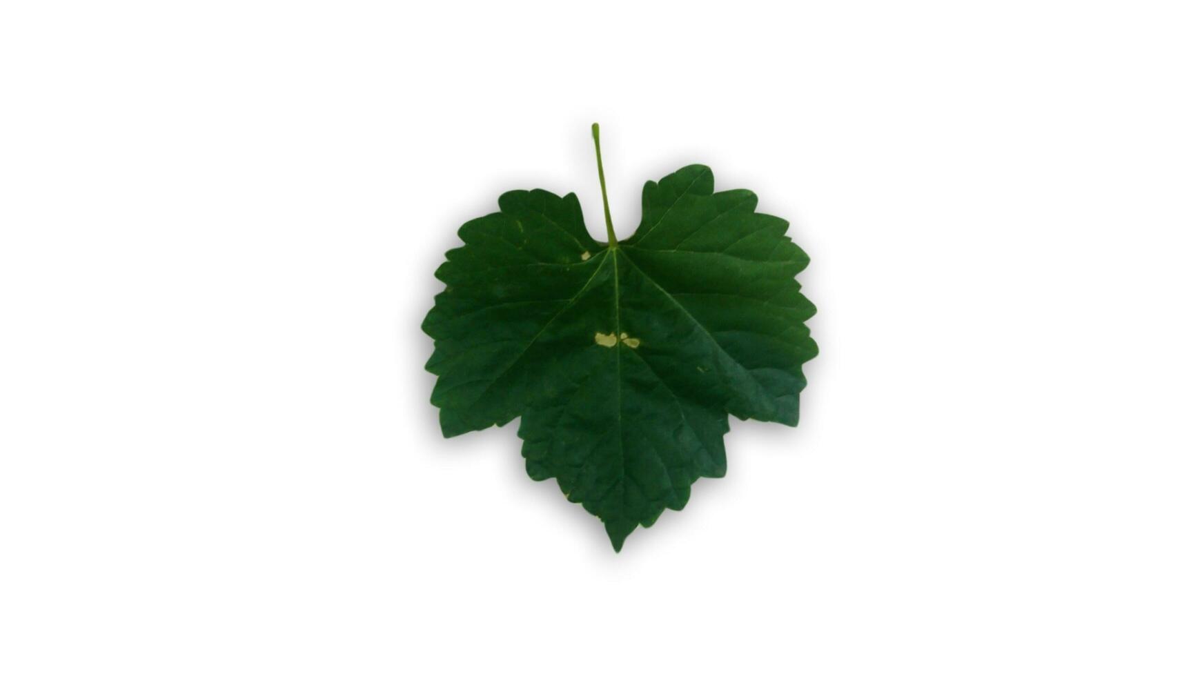 a fresh grape leaves isolated on white background photo