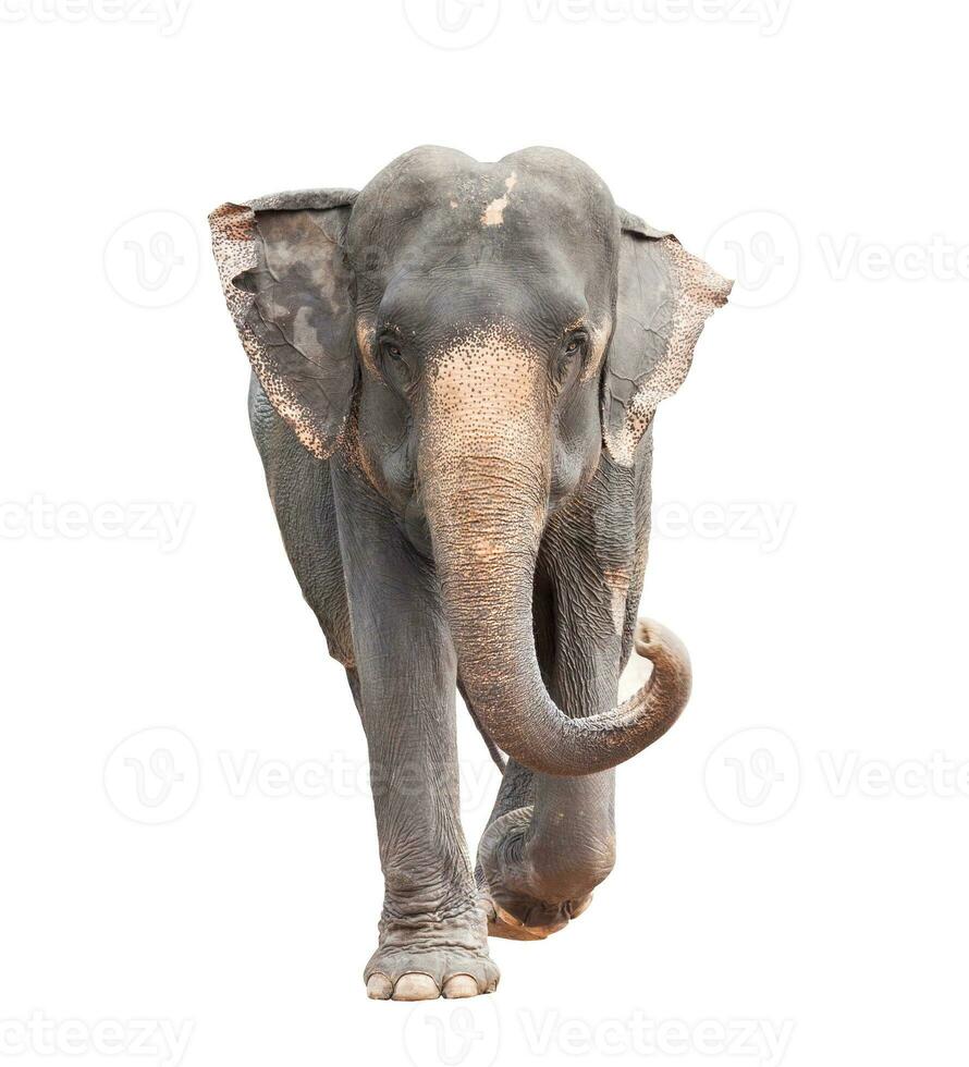 full body face of asian elephant isolated white background photo