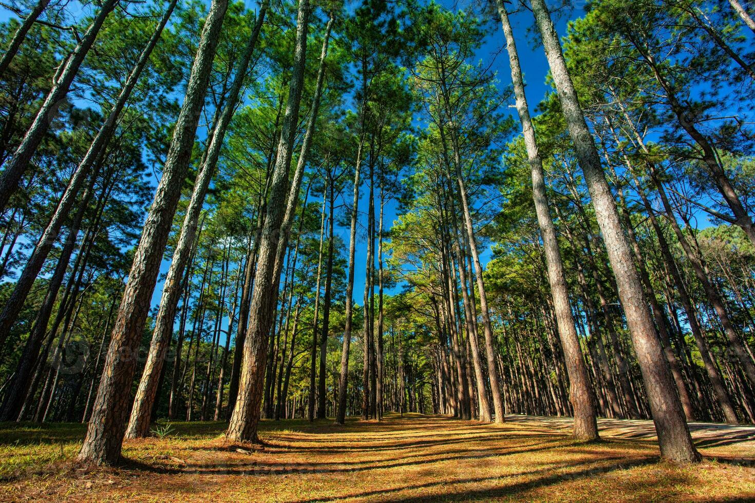 pino madera tierra en chiang mai del Norte de Tailandia foto